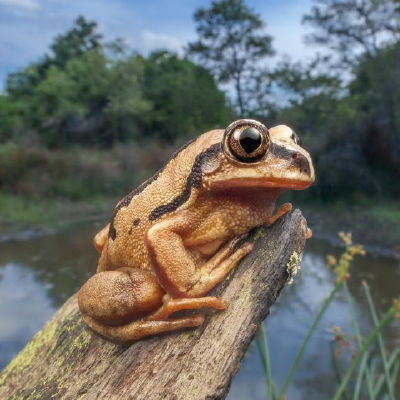 Brown backed tree frog copyright Shivan Parusnath